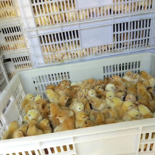 宁都县 江西宁都三黄鸡苗 河田鸡苗
