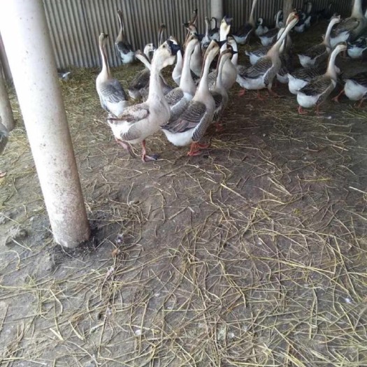 南宁大种杂交鸭苗 大种杂交鹅苗