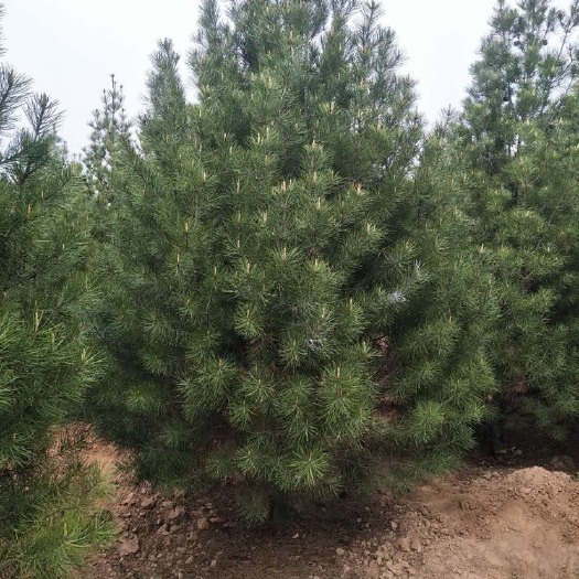 周至县3米起步白皮松好货……有需要的朋友可以联系我
