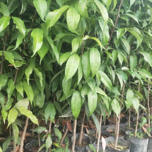普宁市 荔枝苗(实生苗)小杯中杯，地径0.7起，1米以上