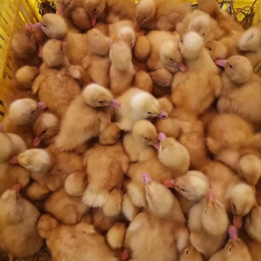 南宁 鸭苗 桂柳白鸭