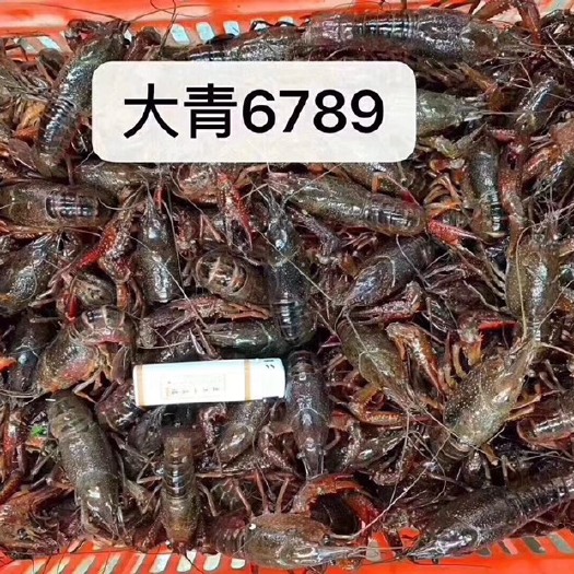 潜江市 小龙虾批发，量大从优