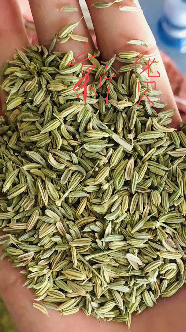 小茴香种子甘肃民勤产地批发