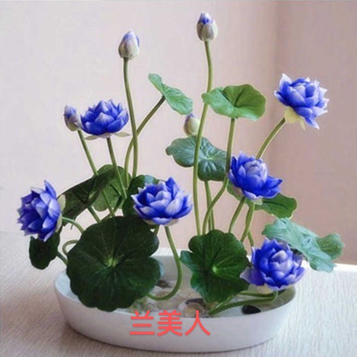 无锡 四季播种 50粒碗莲种子 已开口水培植物睡莲荷花种子盆栽绿植