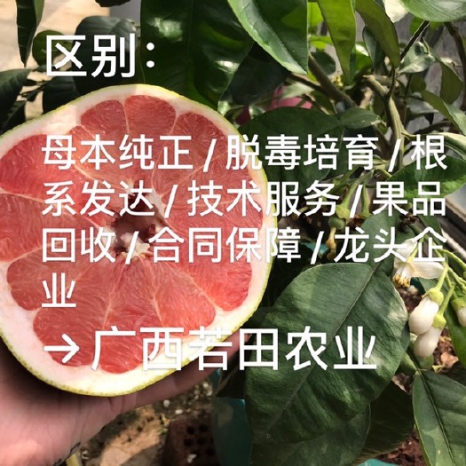 南宁泰国红宝石柚苗 泰国红宝石青柚