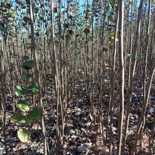 锦州苹果树苗 常年出售自己家各种果树绿化树占地树