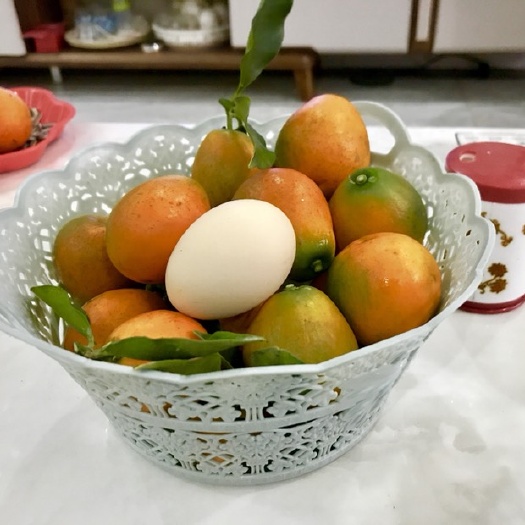 融安县融安脆蜜金柑苗 脆蜜金桔苗融安源产地苗供应保证批发包邮