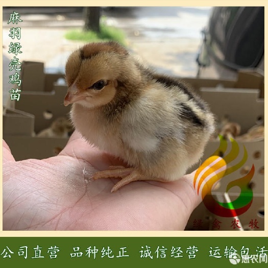 广州 麻羽高产绿壳蛋鸡苗 高产 绿壳蛋鸡