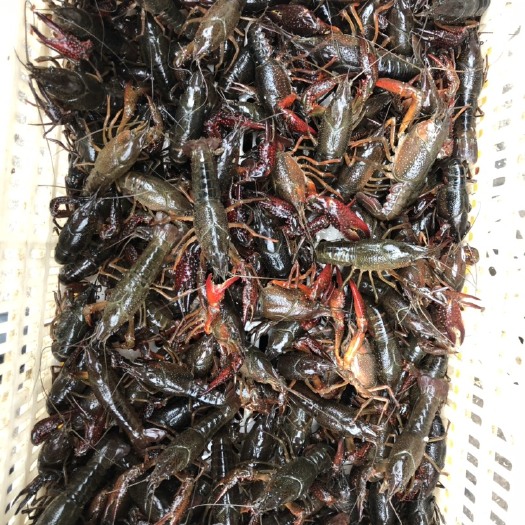 洪湖市小龙虾  清水虾
