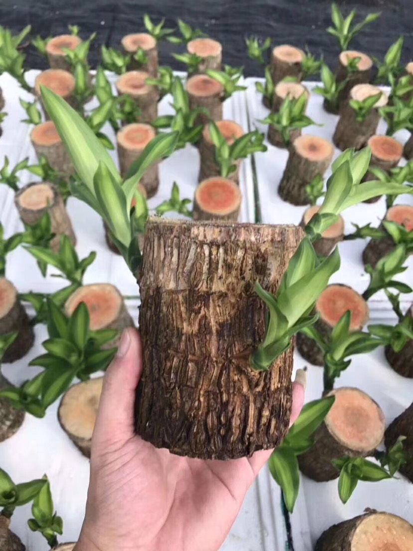普宁市巴西木盆栽  巴西木木本植物生长旺盛叶子从树茎直接长出 清新的香味