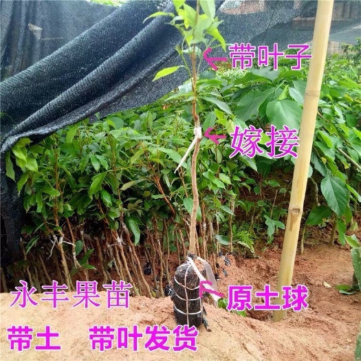 普宁市桂味荔枝苗   荔枝苗，正宗嫁接桂味品种，妃子笑品种
