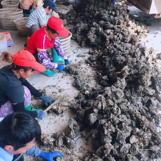 北海汫洲大蚝 海水 1-2两/只 鲜活水产
