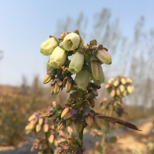 莒南县 绿宝石蓝莓苗