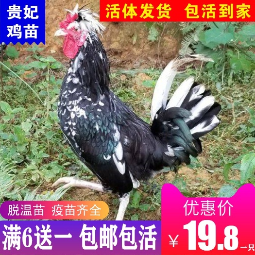 南宁贵妃鸡苗 贵妃鸡，脱温苗买6送1包邮