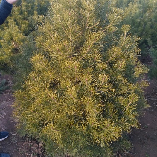 蓝田县 白皮松销售，各种规格齐全