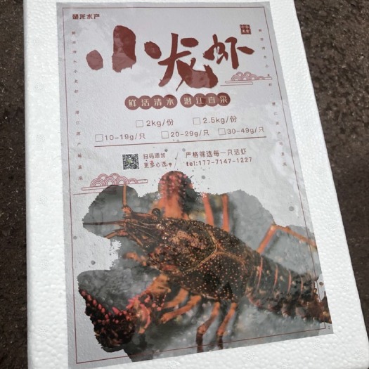 武汉潜江小龙虾 中青4-6钱 稻田虾