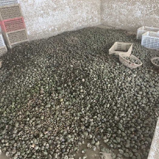 监利市江汉平原优质田螺，十年水产经验