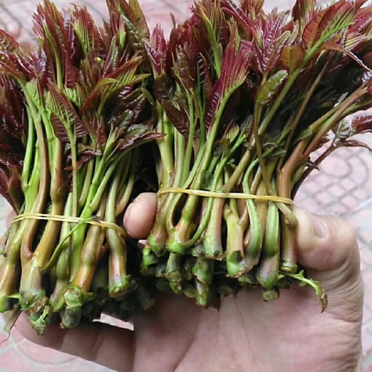 大竹县红香椿芽 香春种植基地