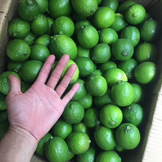 揭阳塔西提柠檬 1.6 - 2两