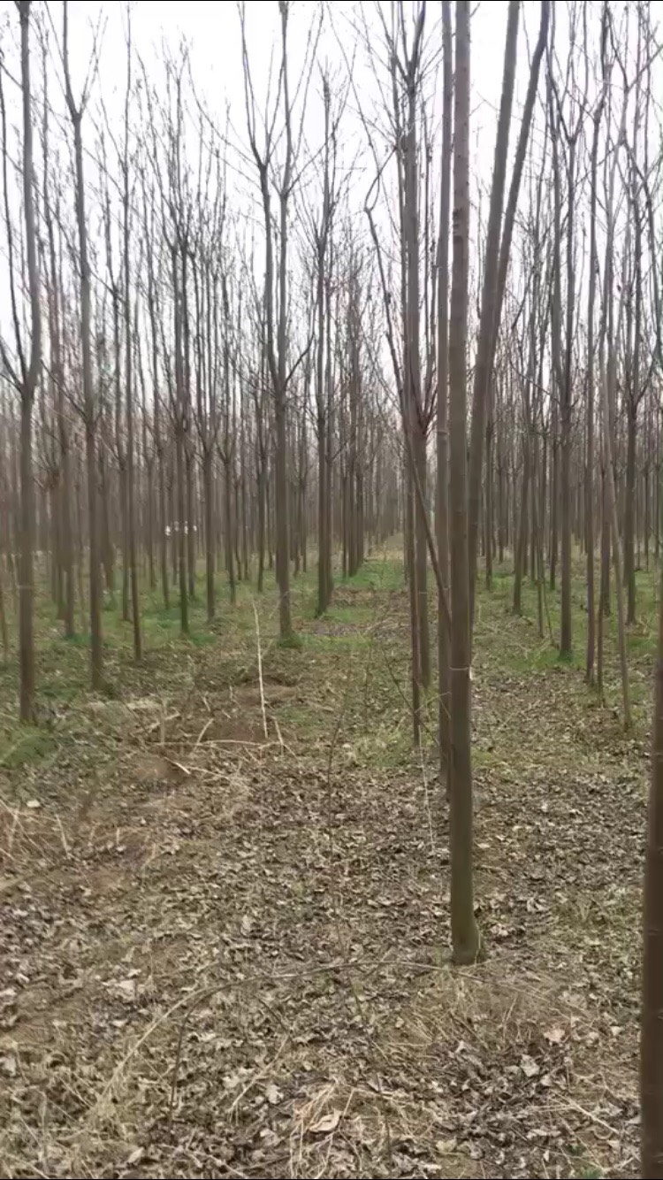 河南楸