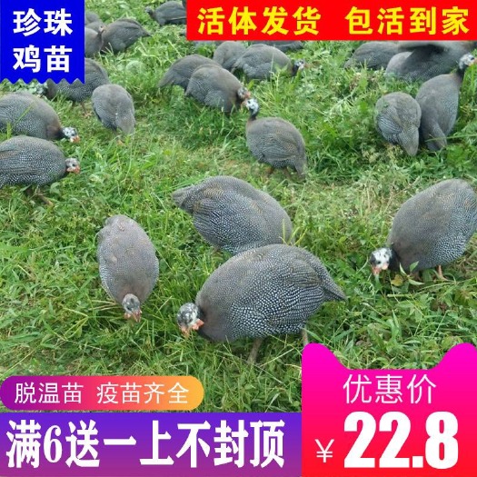 南宁 珍珠鸡苗买6送1包邮