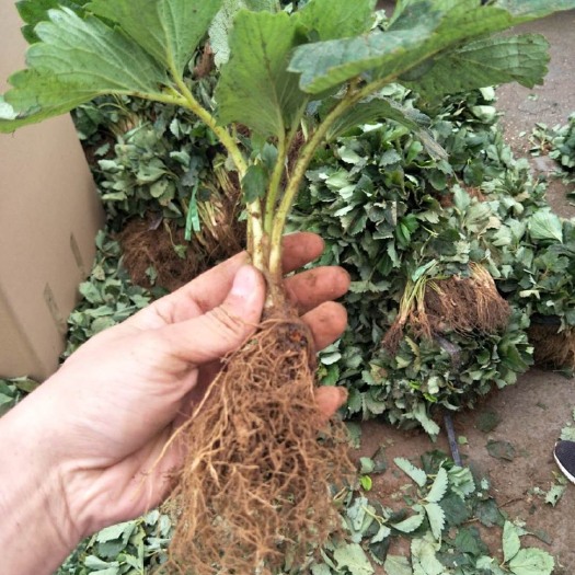 泰安牛奶草莓苗 20~30公分 地栽苗