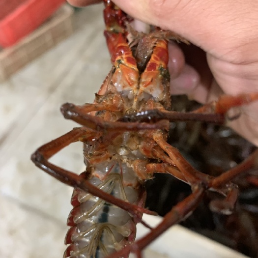 洪湖市小龙虾苗
