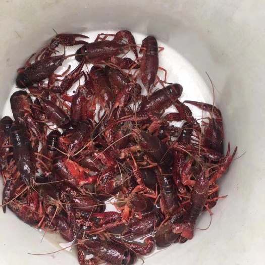 东莞市清水小龙虾 两虾