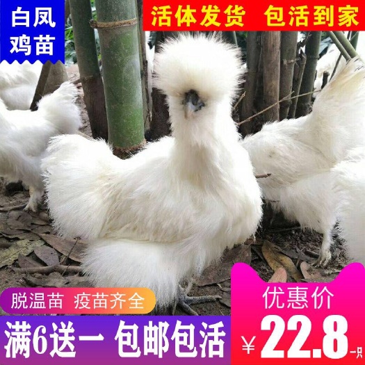 南宁 白凤鸡苗买6送1包邮