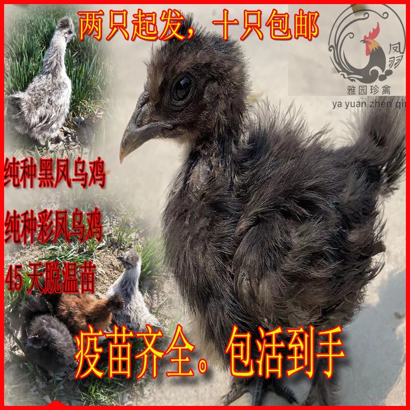 黑鳳雞苗 黑鳳烏雞 半斤左右 疫苗齊全 提供養(yǎng)殖技術(shù) 包活到手