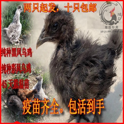 单县黑凤鸡苗 黑凤乌鸡 半斤左右 疫苗齐全 提供养殖技术 包活到手