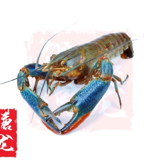 杭州澳洲龙虾 0.4斤/只以下 国产 人工饲养