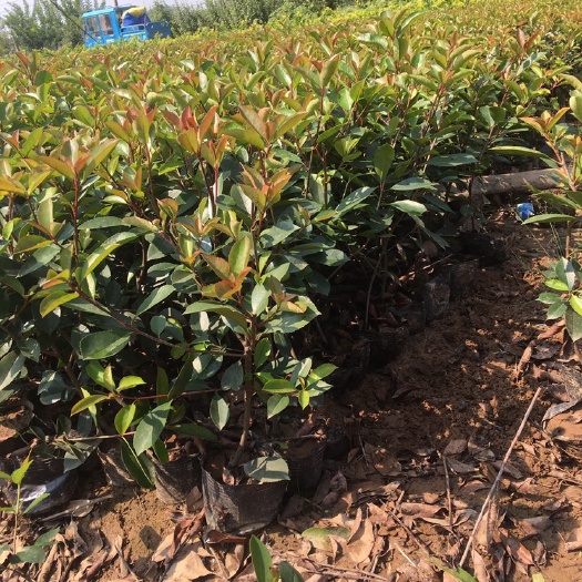 沭阳县高杆石楠  石楠大杯。 石楠球。    石楠苗
