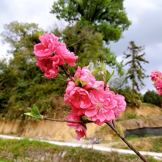 荔浦市红叶碧桃苗  碧桃观赏桃花
