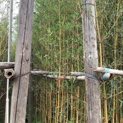 普宁市 黄金竹高3米各规格大量现货供应 根系发达常年青翠生命力旺盛