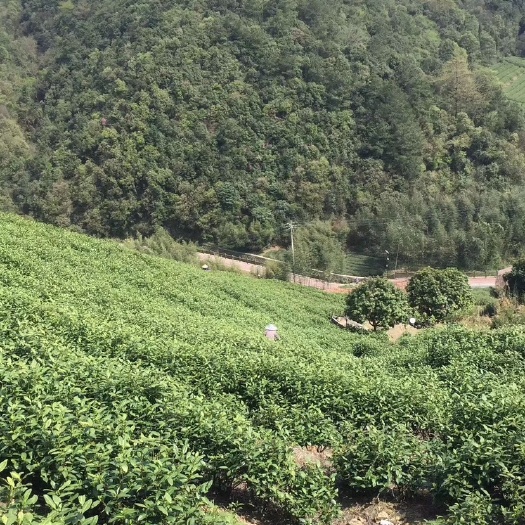 德清县 莫干黄芽