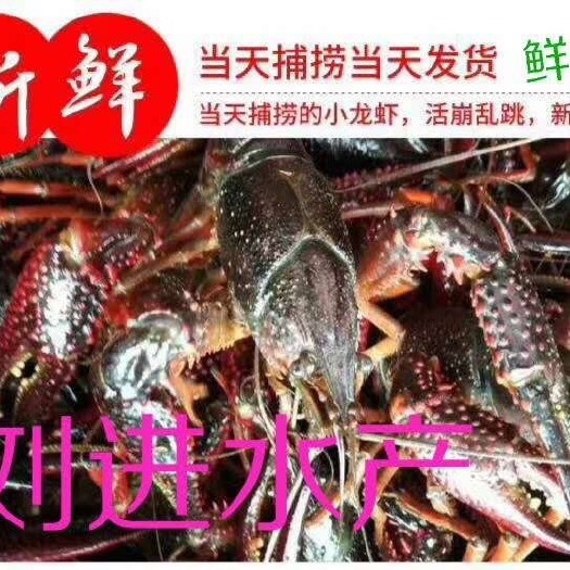 洪湖市 洪湖小龙虾 底板干净 提前下单有货 价钱以每天早上行情