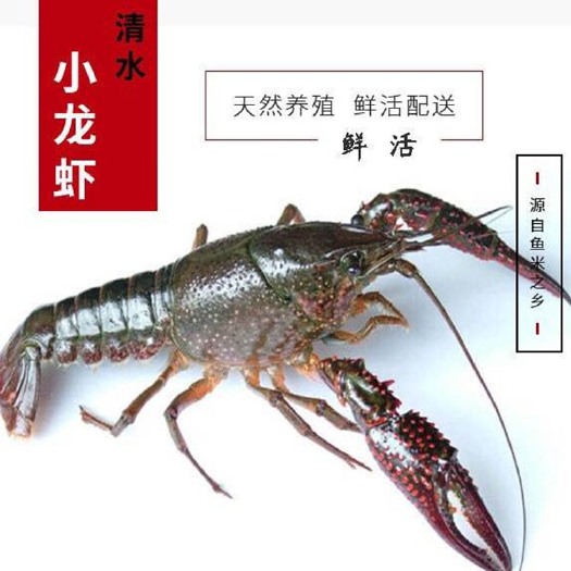 武汉 潜江小龙虾