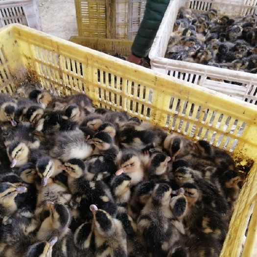 南宁 大种麻鸭、杂家鸭、鸭苗品质保证，纯活率最高