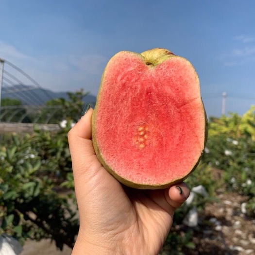 平和县 坏果包赔顺丰包邮精选红心芭乐水果新鲜整箱应季白心番石榴3/5