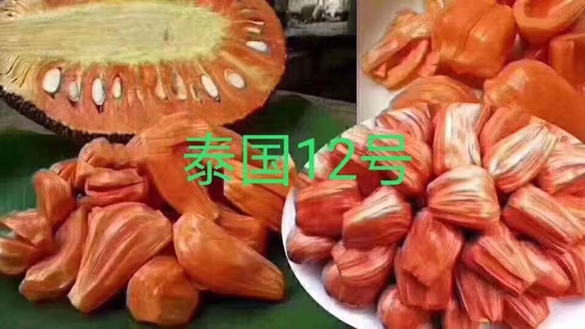 灵山县优质红肉菠萝蜜苗12号5号12号带土带叶发