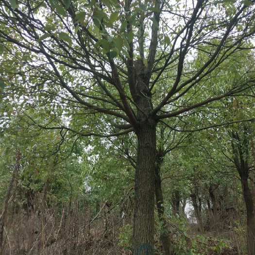 巢湖 18公分以上香樟树