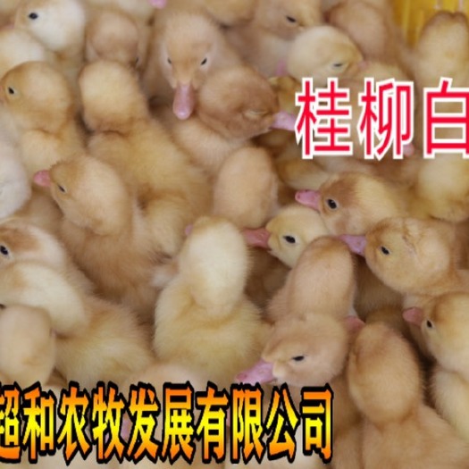 昆明樱桃谷肉鸭苗 樱桃鸭白柳鸭 一手货源，疫苗包打，品质保证，路损包赔