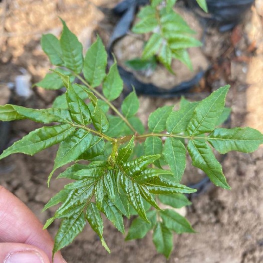 绵阳 无刺花椒苗、无刺大红袍花椒苗、无刺红花椒苗