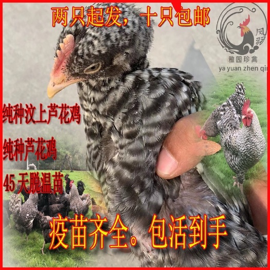 单县芦花鸡苗 芦花鸡脱温苗 半斤左右 包活到手 提供养殖技术 快递发货