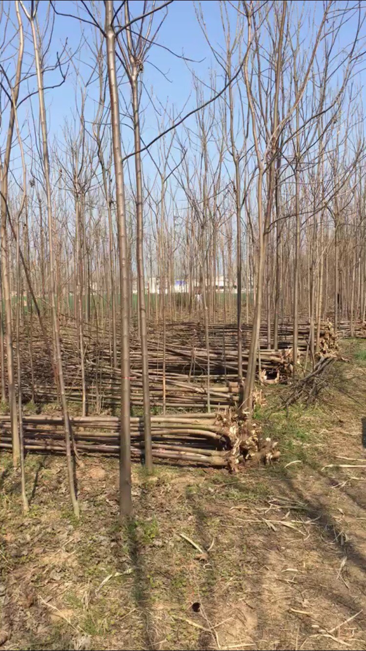 河南楸