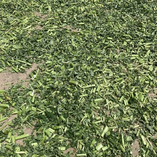 赤壁市 益母草