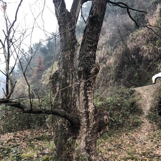 咸宁丛生朴树