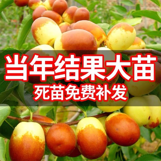 平邑县冬枣树苗 嫁接枣树活苗南北方庭院种植当年结果特大地栽甜枣沾化冬枣苗树