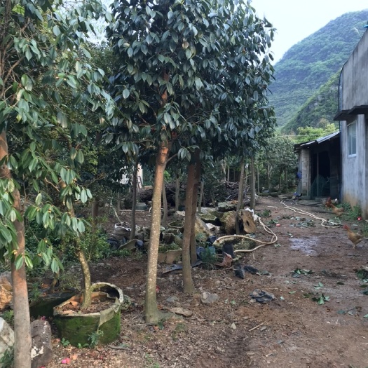 恭城县茶花树 10cm以下